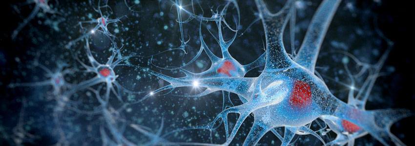 Nerve Nutrients: Supplements To Help Maintain A Healthy Nervous System