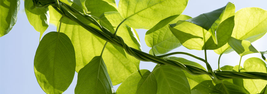 Herb of the Month - Gymnema