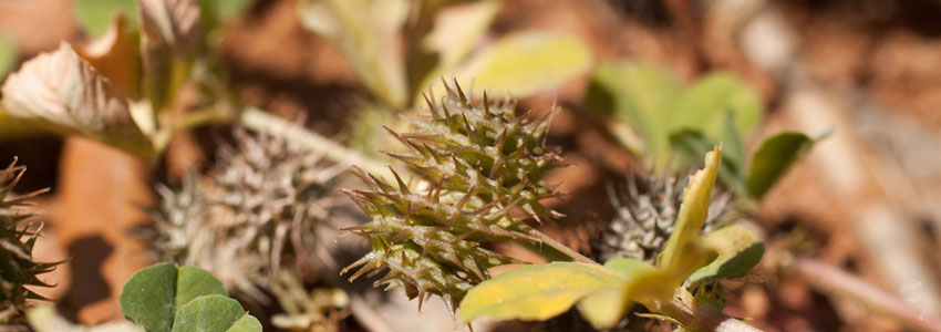 Herbs traditionally used to increase libido