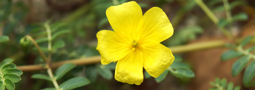 Libido Support: Herbs and Lifestyle Tips