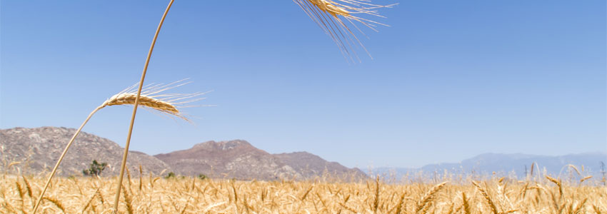 What is Wheat Germ?