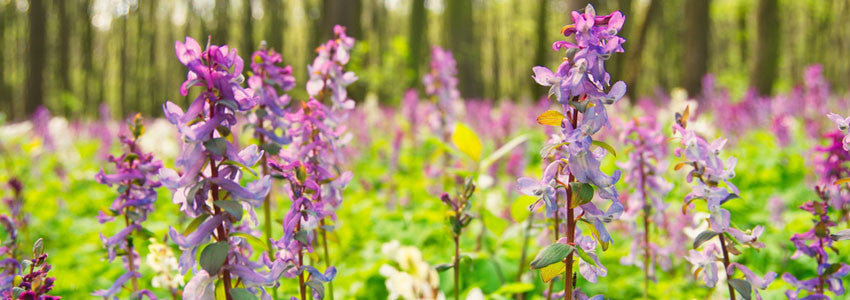 Herb of the Month - Corydalis ambigua!