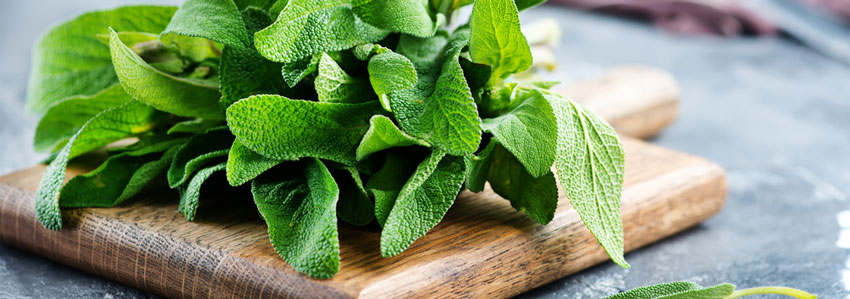 Herb of the Month - Sage