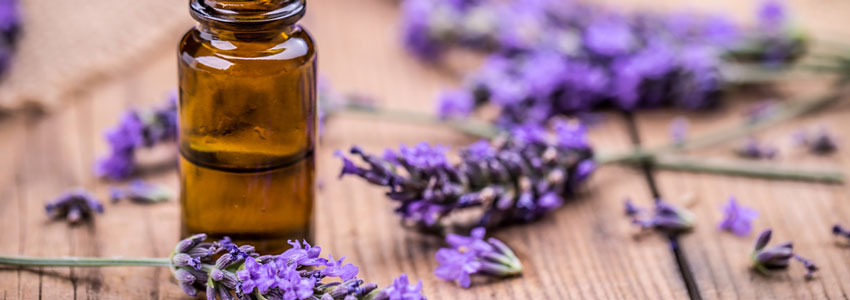 10 Benefits of Lavender Essential Oil & How to Use it