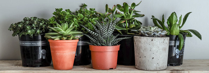 8 Indoor Plants To Help You Sleep Better