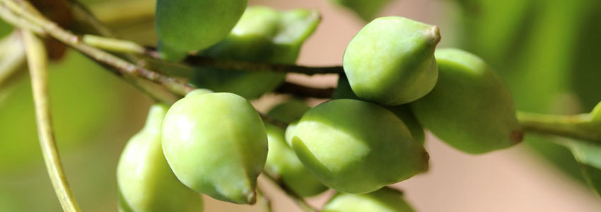 Herb of the Month: Kakadu Plum (Terminalia ferdinandiana)