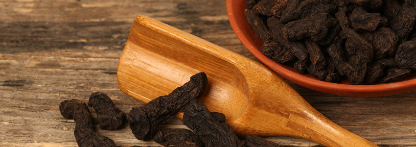Herb of the Month:  Rehmannia (Rehmannia glutinosa)