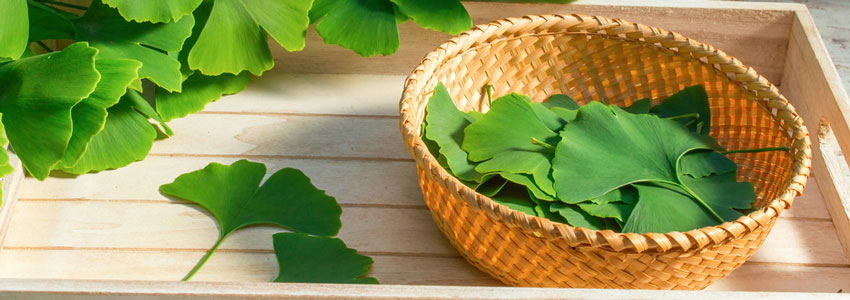 Ginkgo biloba – A Closer Look at One of the World's Most Researched Herbs
