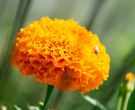 African Marigold and Lutein: A Natural Approach to Eye Health