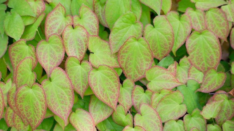 Horny Goat Weed: Traditional Uses and Emerging Research