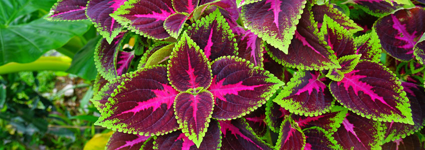 Herb of the Month: Coleus forskohlii (Coleus)