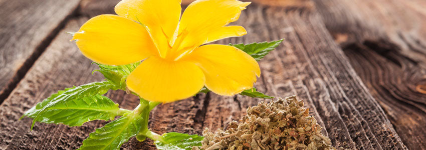 Herb of the Month: Damiana (Turnera diffusa)